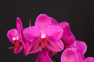 Phal. San Jacinto Rose '#2'